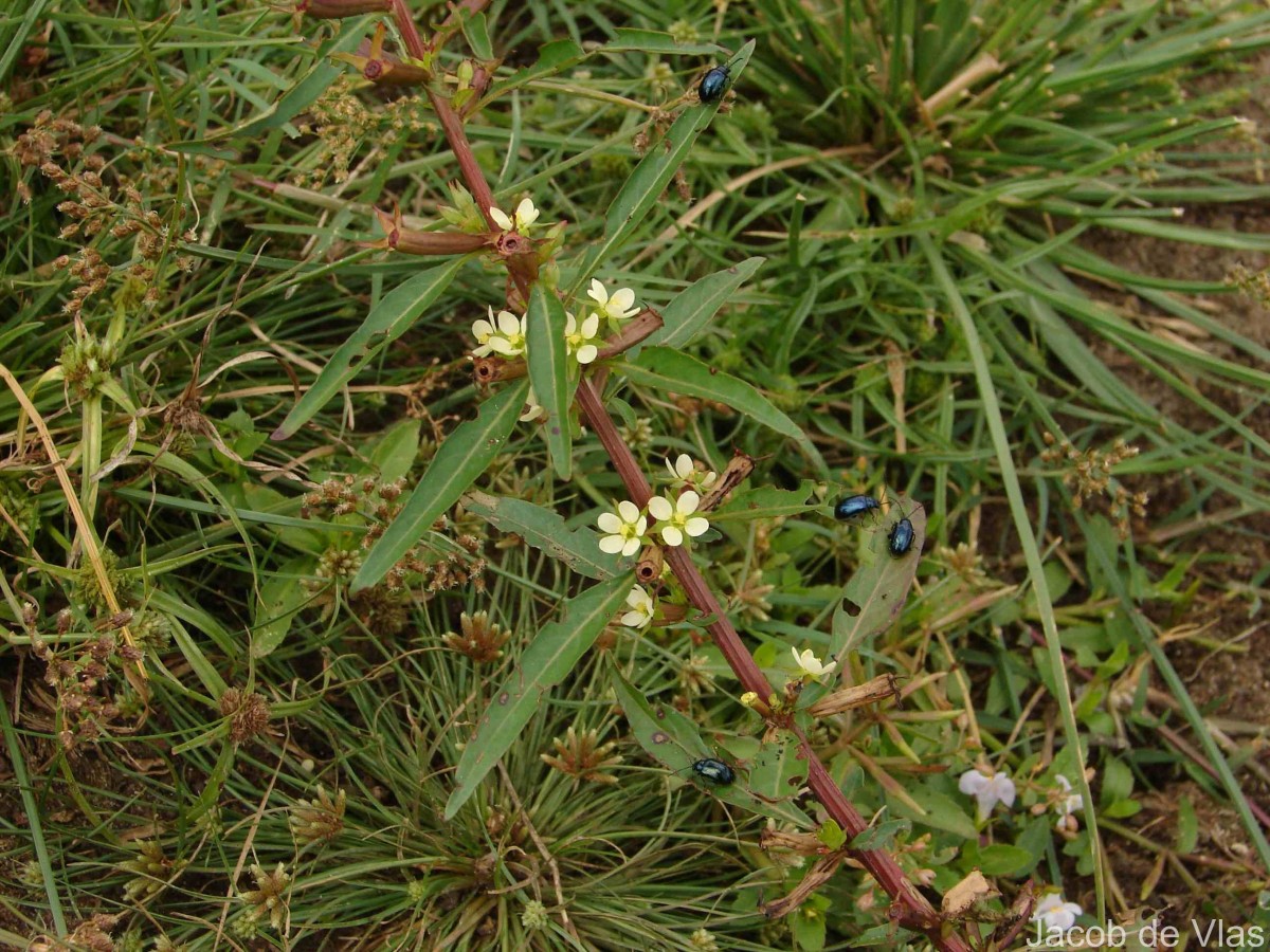Ludwigia perennis L.